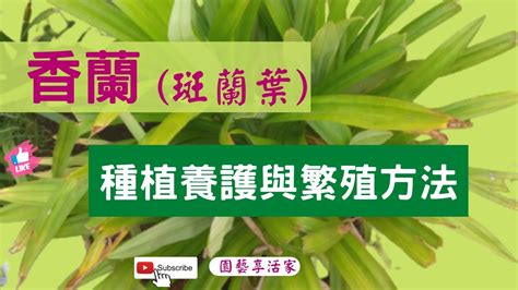 班蘭葉種植方法